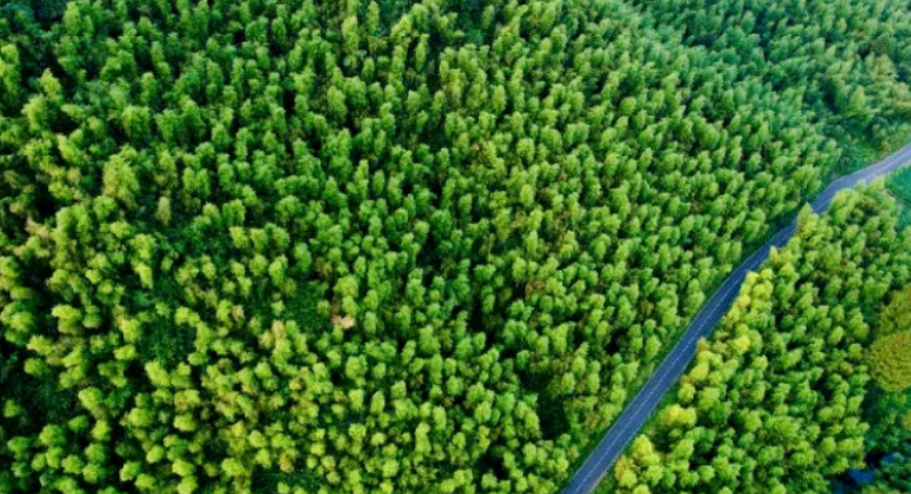 安吉：讓沉睡的毛竹林重新“活”起來(lái)