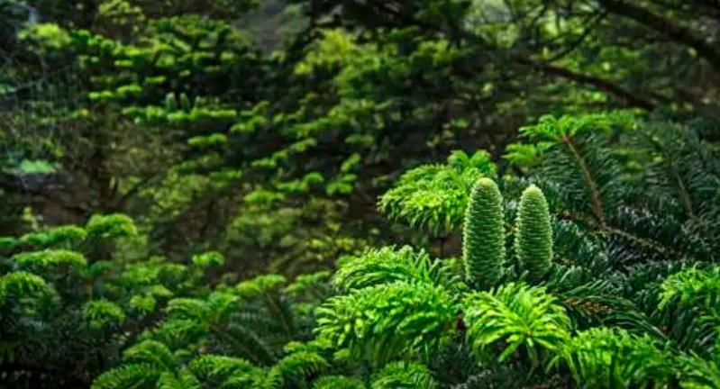 森林還是那片森林，全國首個森林碳匯管理局讓它變得不一樣了