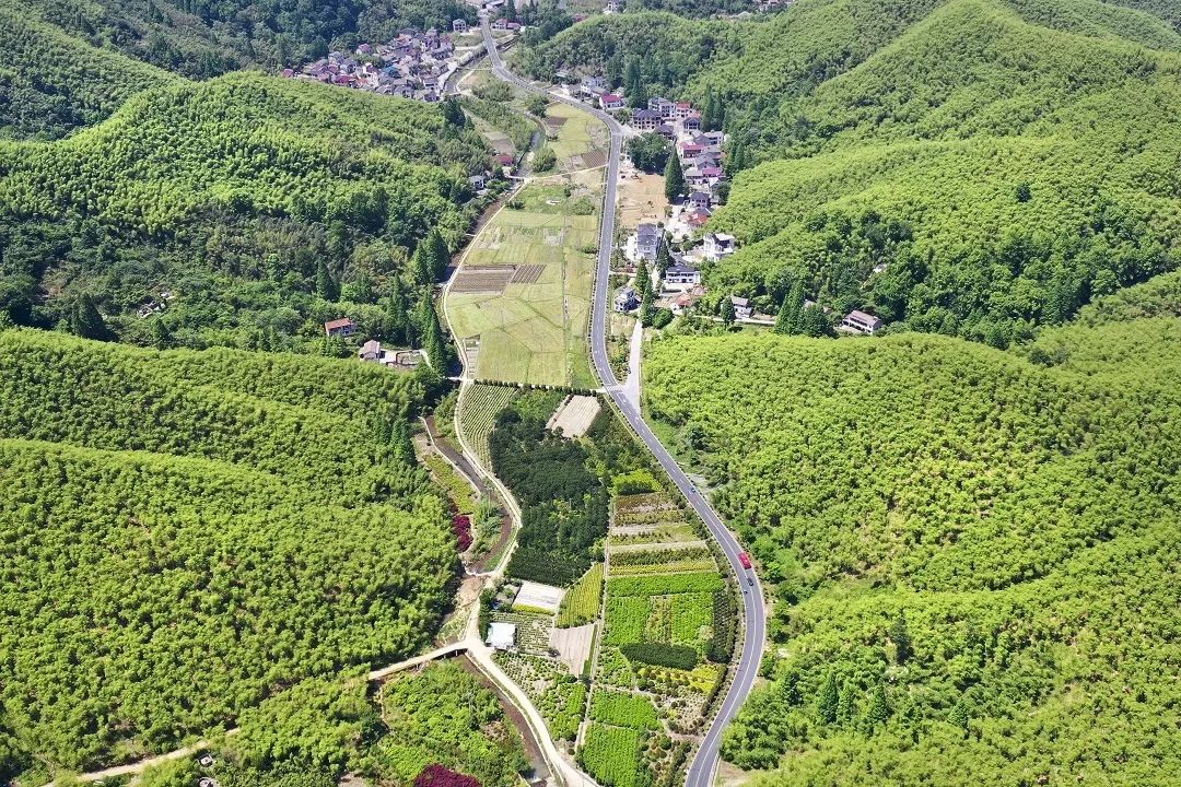 竹海漪漪新風起：湖州安吉竹產(chǎn)業(yè)如何“二次振興”