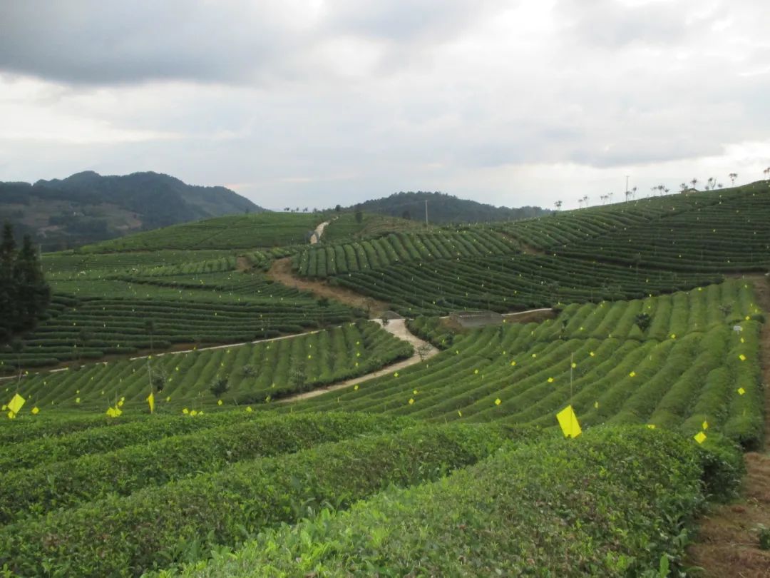 五部門發(fā)文！“光伏+農(nóng)業(yè)”，優(yōu)先考慮