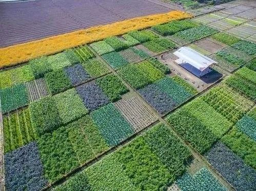 什么是數(shù)字鄉(xiāng)村？如何推進建設智慧綠色鄉(xiāng)村？指南來了！