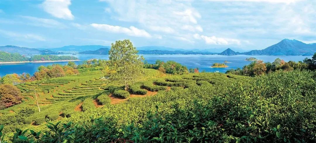 浙江：推進山區(qū)共同富裕的林業(yè)作為