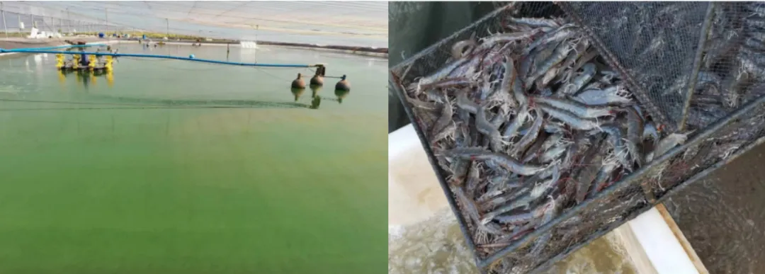 優(yōu)化養(yǎng)殖生態(tài)：推動可持續(xù)發(fā)展與經(jīng)濟效益