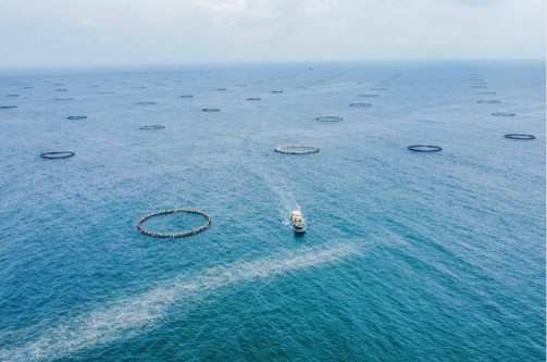 廣東出臺全國首個海洋漁業(yè)全產(chǎn)業(yè)發(fā)展規(guī)劃，建設(shè)“藍色糧倉”