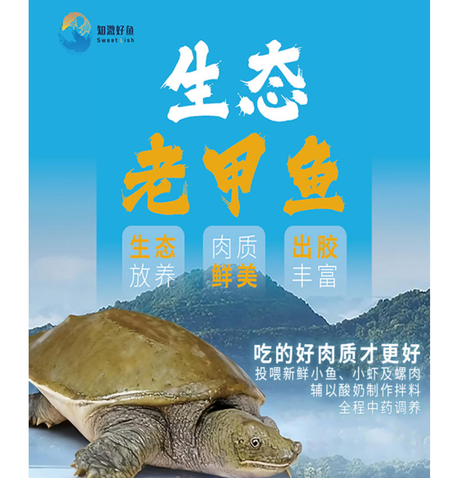 生態(tài)老甲魚